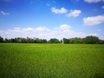 Scenic view of agricultural field against sky