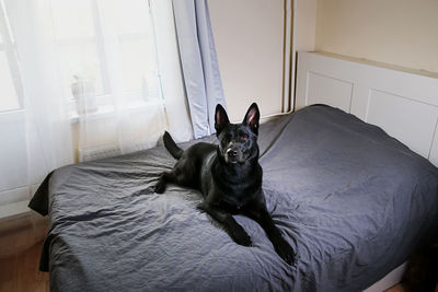 Portrait of dog relaxing on bed at home