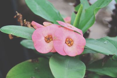 Close-up of pink flowering plant