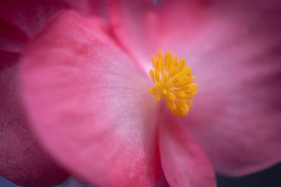 Close-up of pink flower