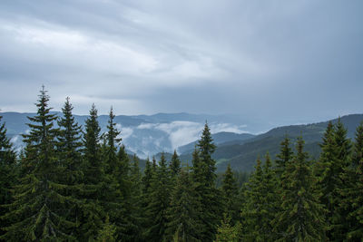 Scenic view of pine trees against sky