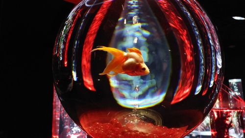 Close-up of crystal chandelier