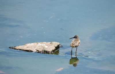 Bird perching on rock in lake