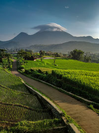 Scenic view of field against sky