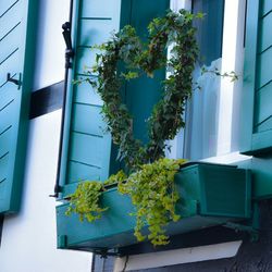 Potted plants on the wall