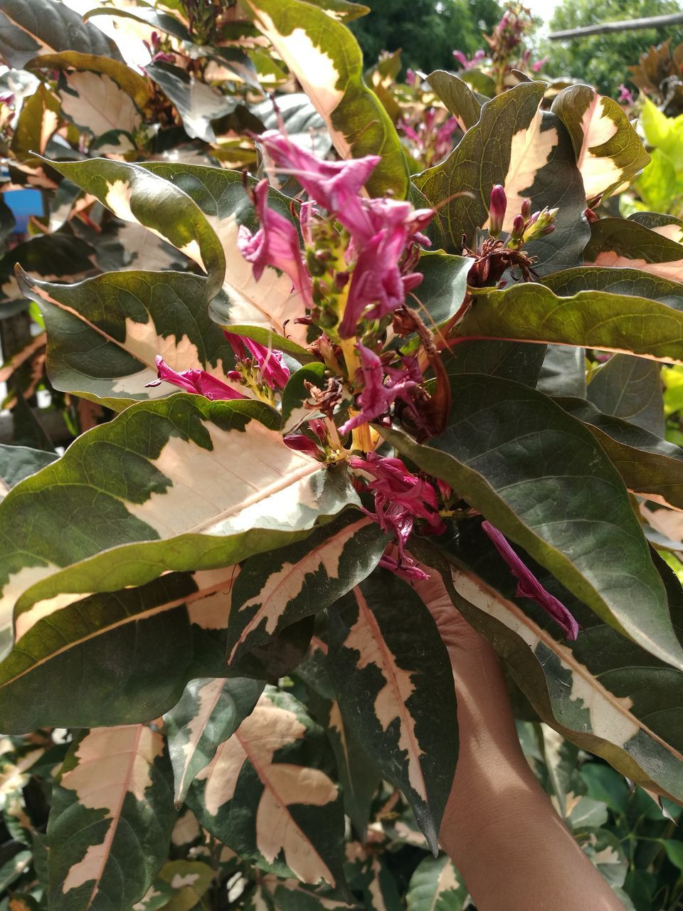 pink color, flower, growth, beauty in nature, leaf, nature, outdoors, sunlight, freshness, fragility, plant, day, no people, close-up, rhododendron