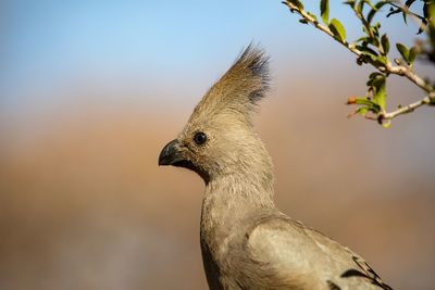 Close-up of a bird looking away