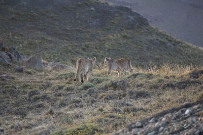 Two young pumas hunting a cuanaco in torres del paine national park during early morning hours.