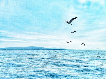 Seagulls flying over sea