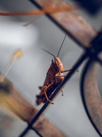 High angle view of insect on wood