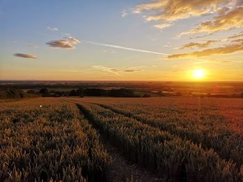 Scenic view of agricultural field against sky during sunset