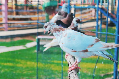 Full length of a bird in cage