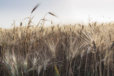 Close-up of wheat growing on field against sky