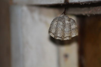 Close-up of dry leaf hanging on wall