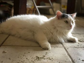 White cat lying on floor