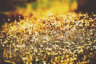 Close-up of flower on field