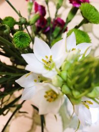 Close-up of white flowering plant