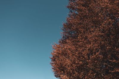 Low angle view of trees against clear blue sky