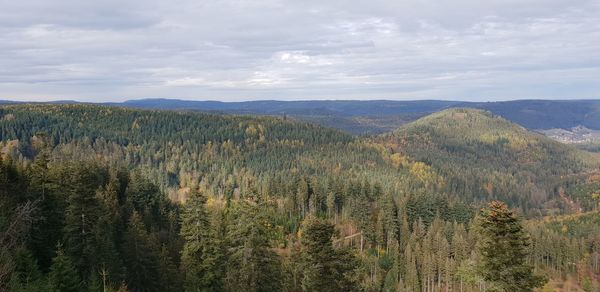 Scenic view of pine trees against sky