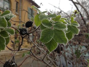 Close-up of plant