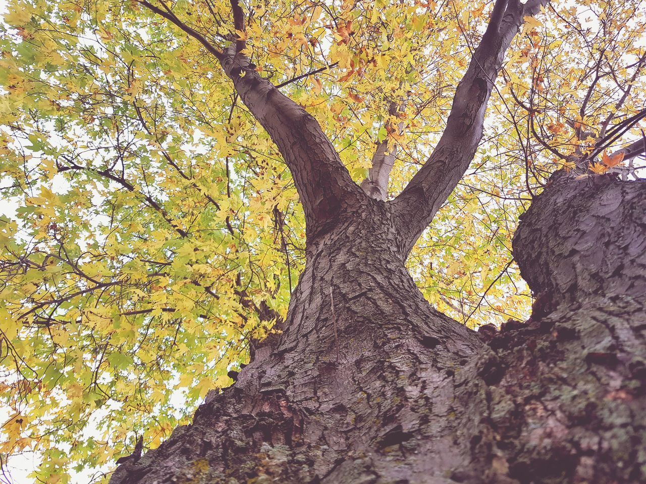 LOW ANGLE VIEW OF TREE WITH YELLOW LEAVES