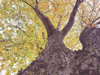 Low angle view of yellow tree