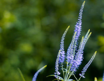 Close-up of purple flowers