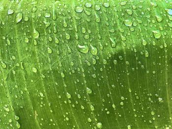 Close-up of wet leaves during rainy season