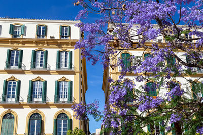 Low angle view of flowering tree by building against sky