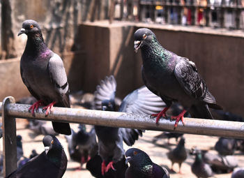 Close-up of pigeon perching on railing