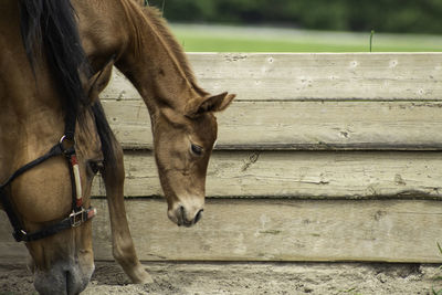 Horse standing in field