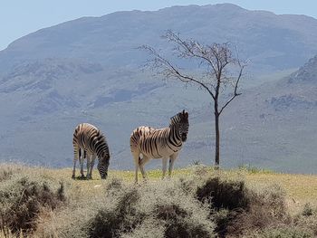 View of zebras on field against mountain