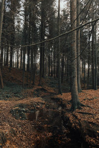 Trees in forest