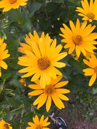 Close-up of yellow flowers blooming outdoors