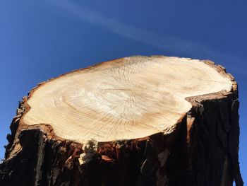 Close-up of tree stump against blue sky