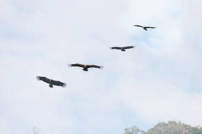 Low angle view of birds flying