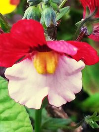 Close-up of red flower