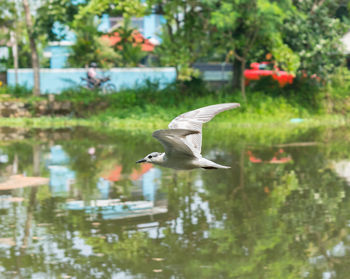 Close-up of swan flying over lake