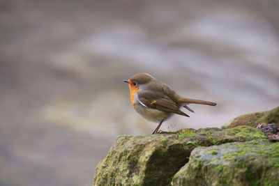 Close-up of bird perching on rock