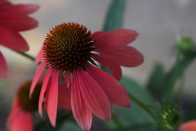 Close-up of red flower