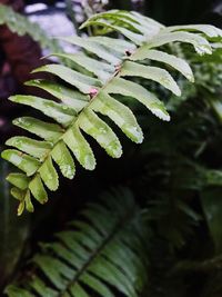 Close-up of fresh green leaf