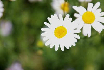 Close-up of yellow flowers blooming outdoors