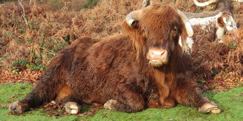 Cows in a field