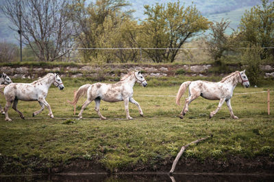 Horses on field against sky