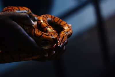 Close-up of human hands holding snake