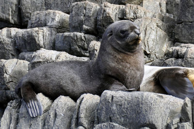 Low angle view of seals on rock at zoo