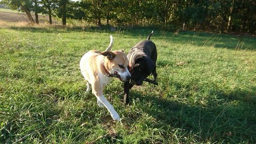 View of a dog on field