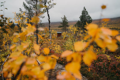 Yellow flowers growing on field during autumn