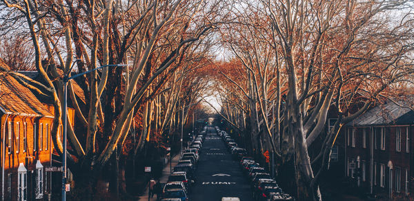 Bare trees against built structure