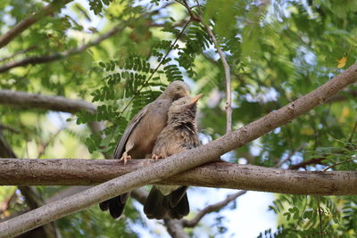 Two bird sparrow on a brown tree branch